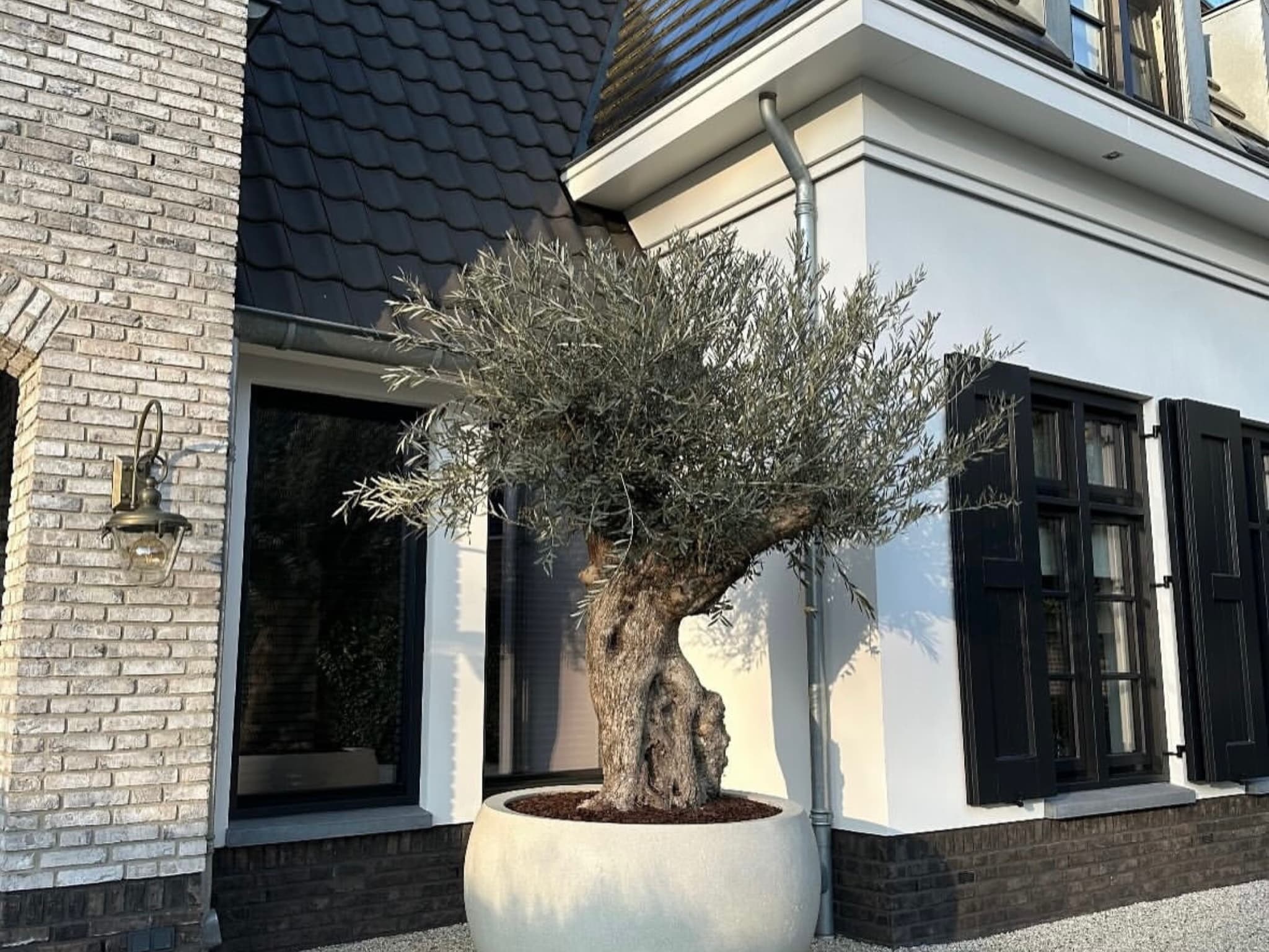 Palmexpert impressie 2